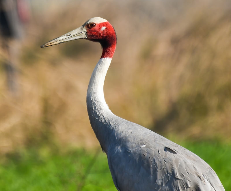 Cranes, Coots, and Rails (Order Gruiformes)